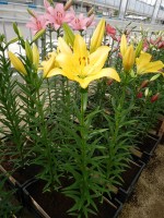 [4374 Scipione No01.JPG]